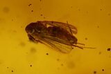 Four Detailed Fossil Flies (Diptera) In Baltic Amber #150723-2